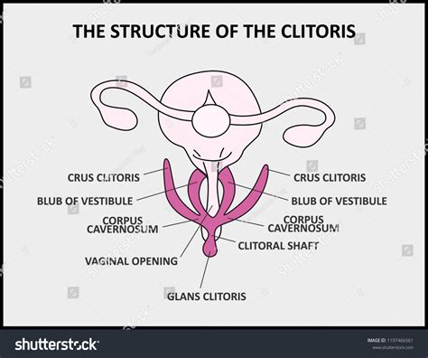 The Structure Of The Clitoris A Medical Poster Female Anatomy Vagina The Structure Of The Clitoris A Medical Poster Female Anatomy Vagina