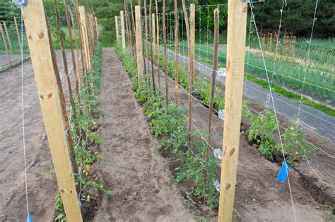 Tomato Plant Support