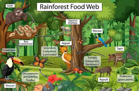 Tropical Rainforest Food Web Tropical Rainforest Food Web
