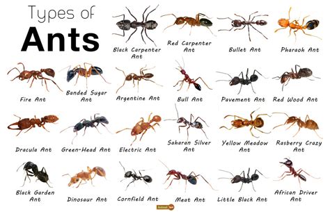 Types Of Ants