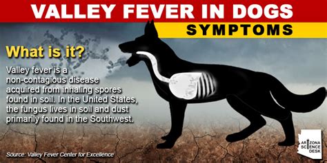 Valley Fever In Dogs