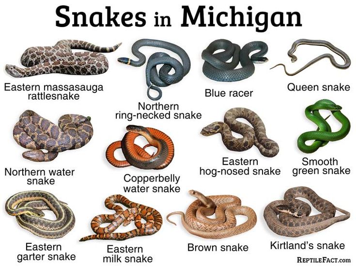 Venomous Snakes In Michigan