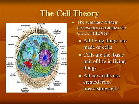 What Are The Three Parts Of The Cell Theory