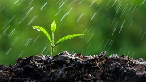 What Causes Smell After First Rain From The Soil What Causes Smell After First Rain From The Soil