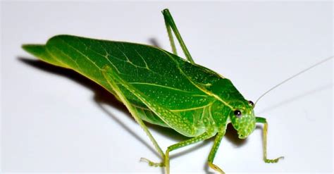 What Do Katydids Eat