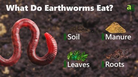 What Do The Worms Eat