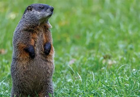 What Do Woodchucks Eat