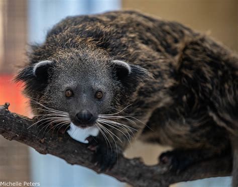 What Is A Bearcat