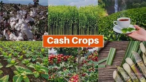 What Is A Cash Crop What Is A Cash Crop