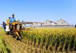 What Is A Traditional Economy Definition What Is A Traditional Economy Definition