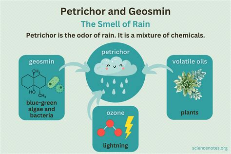 What Is Geosmin
