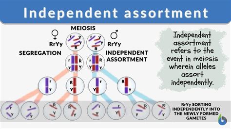 What Is Independent Assortment