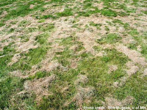 What To Do With Grass Clippings