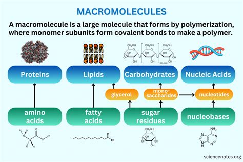 What Type Of Macromolecule Is An Enzyme