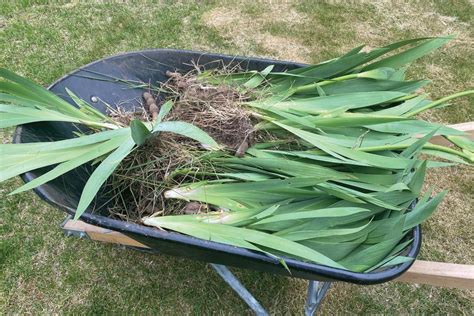 When And How To Divide Irises Gardening Lens When And How To Divide Irises Gardening Lens