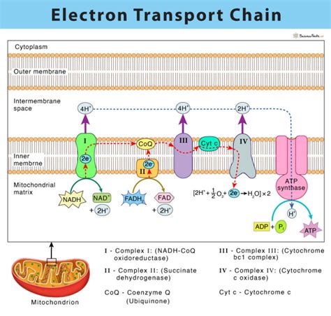 Where Is The Electron Transport Chain Located