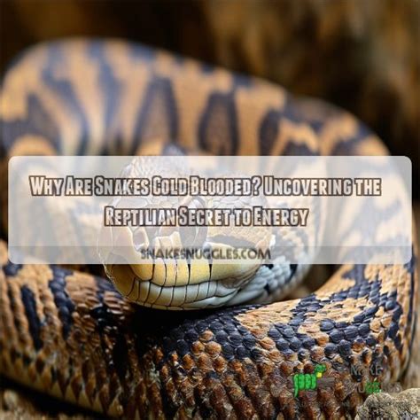 Why Are Snakes Cold Blooded Uncovering The Reptilian Secret To Energy Why Are Snakes Cold Blooded Uncovering The Reptilian Secret To Energy