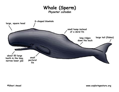 Why Is It Called A Sperm Whale