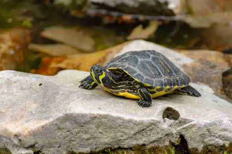Yellow Bellied Slider Turtle