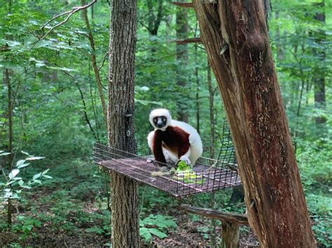 You Re Sure To Love The Little Known Lemur Center At Duke In Durham You Re Sure To Love The Little Known Lemur Center At Duke In Durham